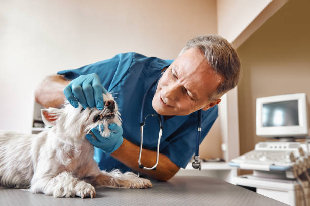 Best Emergency Broken Tooth Repair in St City, AR